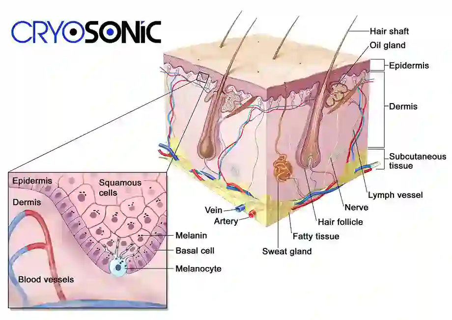 How Cryotherapy Stimulates Melanocyte Activity  Rugby